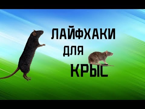 Видео: Лайфхаки для крыс и других грызунов   Big Family
