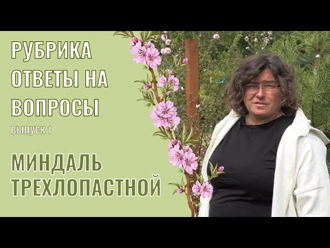 Видео: Ответы на вопросы выпуск 1: Миндаль трехлопастной