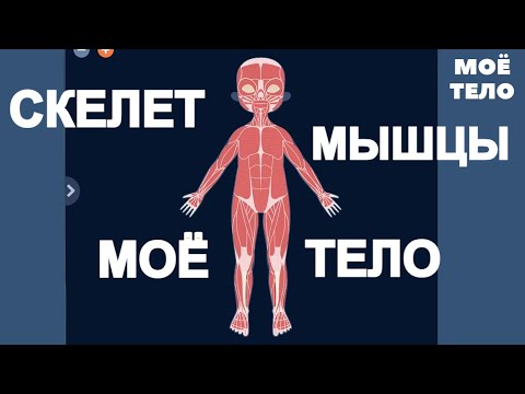 Видео: Тело человека - Мышцы и Скелет. Для детей