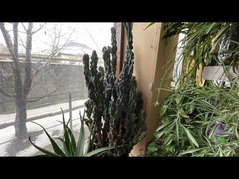 Видео: Мой кактус Цериус «Скала». Как ухаживаю, поливаю, размножаю? #кактусы