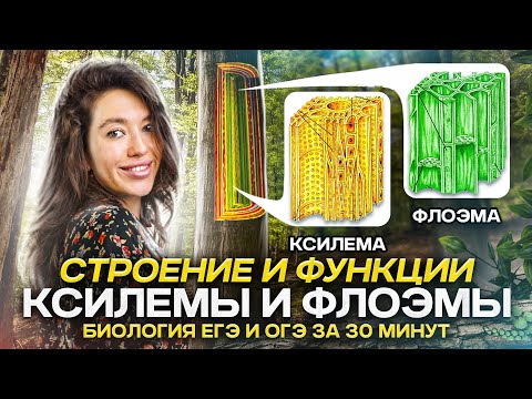 Видео: Запоминаем строение и функции ксилемы и флоэмы за 30 минут: лайфхак
