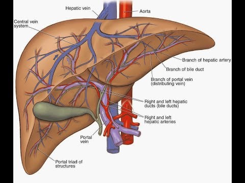 Видео: Сканируй легко - 2 (Кровоток печени)