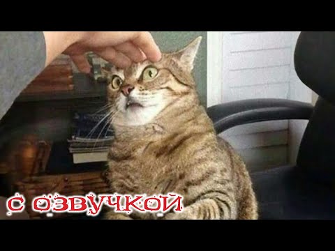 Видео: ПРИКОЛЫ С КОТАМИ! с озвучкой! Смешное видео С КОТАМИ! САМЫЕ смешные животные! ТЕСТ НА ПСИХИКУ