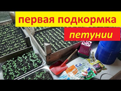 Видео: ПЕРВАЯ ПОДКОРМКА ПЕТУНИИ ДЛЯ ЛУЧШЕГО РОСТА корней чем подкормить петунию