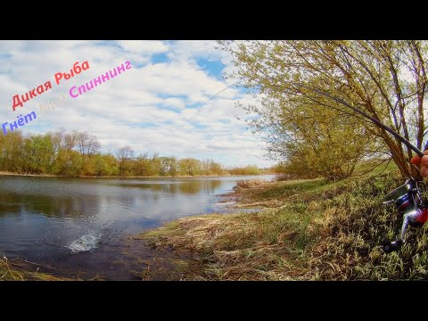 Видео: Голавль Щука Окунь  Рыбалка на реке Сейм