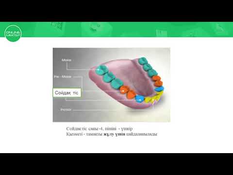 Видео: 8 сынып. Биология. Тістің құрылысы мен қызметі.