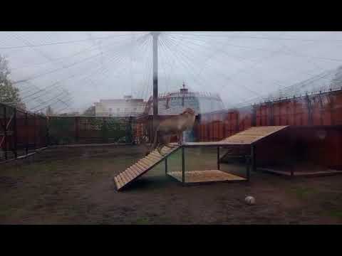 Видео: PFWC3882 Шархан вернулся в вольер с подиумом 21 10 2025 Видео от Ивана