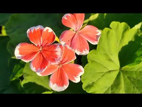 Видео: На даче. Мои любимые цветы😍И моя капризуля  пеларгония M. Wren наконец-то зацвела ☺🙏. 
