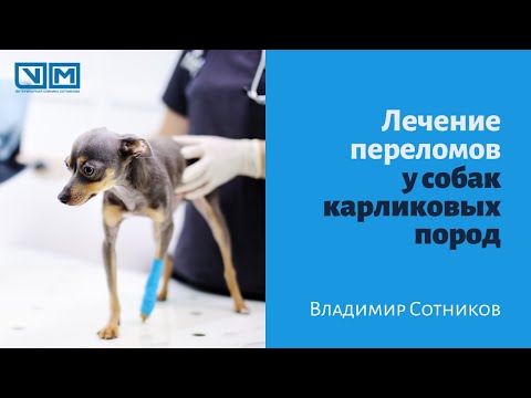 Видео: Лечение переломов у собак карликовых пород