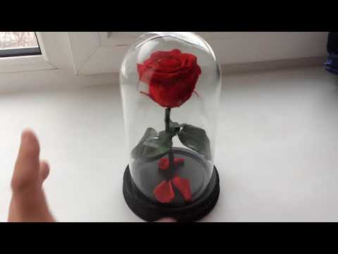 Видео: Роза в колбе. В чем секрет долговечной розы?!