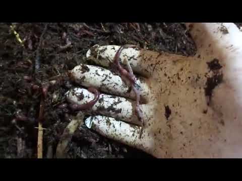 Видео: По просьбе подписчика, навозный червь ящичная технология.