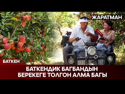 Видео: Баткендик багбандын берекеге толгон алма багы // ЖАРАТМАН берүүсү