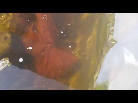 Видео: Дафния
