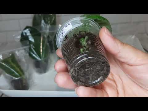 Видео: Укорененные листья глоксинии.Как с ними поступаю Я в осенне-зимний период .