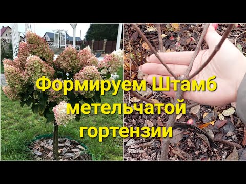 Видео: Как вырастить основу для штамба?Наблюдения