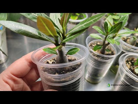 Видео: сеянцы моих адениумов🪴#adenium #адениум #адениумуход