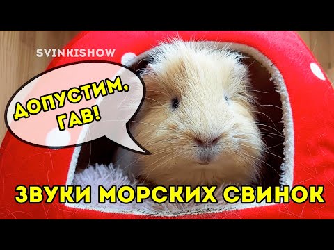 Видео: ЗВУКИ МОРСКИХ СВИНОК. Что Они Означают? SvinkiShow