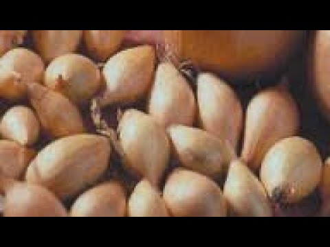 Видео: Бамбергер, Радар, Сеттон | На огороде | посадили озимый лук