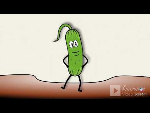 Видео: Розвиток мовлення.Овочі.Старший дошкільний вік.