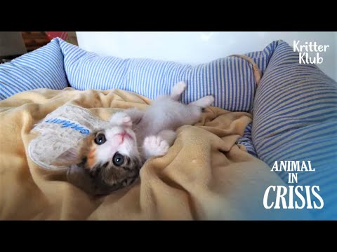 Видео: "Моя мама идет?" | Животное в кризисе EP254