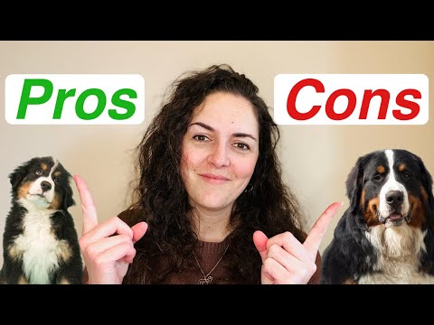 Видео: Плюсы и минусы содержания бернского зенненхунда