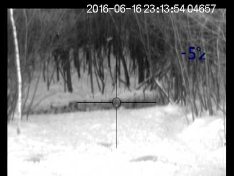 Видео: Выход кабанов из леса.