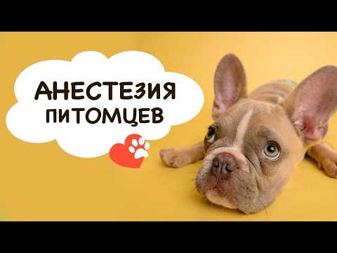 Видео: Анестезия пациентов с травмой в ветеринарии