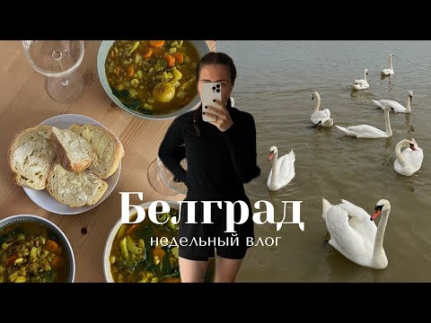Видео: Белградский влог I суп из тик-тока, ужин с собачками, о банках в Сербии