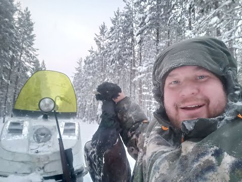 Видео: Промысел 19 дальний кордон, север,охота на соболя ,глухаря