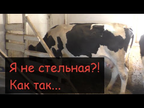 Видео: Как осеменить(покрыть) корову//Гормональная схема