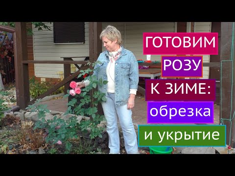 Видео: КАК ПОДГОТОВИТЬ РОЗУ К ЗИМЕ! ОБРЕЗКА, УКРЫТИЕ И ДРУГИЕ ТОНКОСТИ!