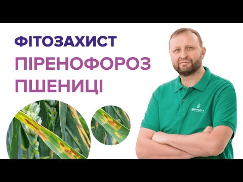 Видео: Піренофороз пшениці: як розпізнати і контролювати хворобу