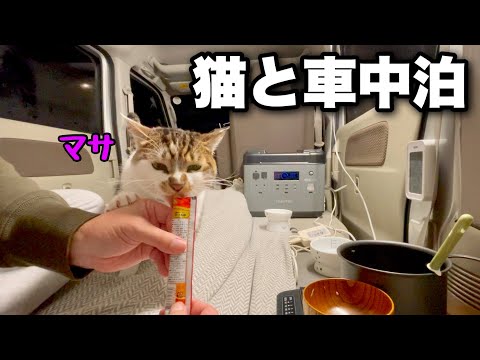 Видео: ［Автомобильный кемпинг с кошками］Звучание колокольчиков эхом отдается в тихой ночи.