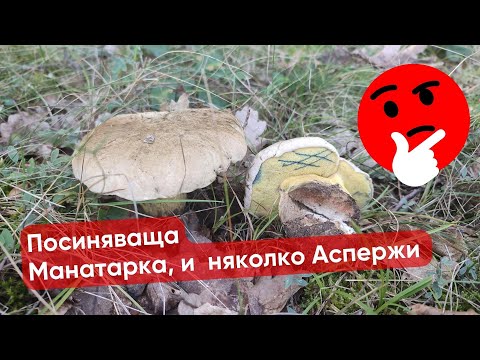 Видео: #Синеющий горький #гриб, Несколько #Спаржи и #живая идентификация других #грибов