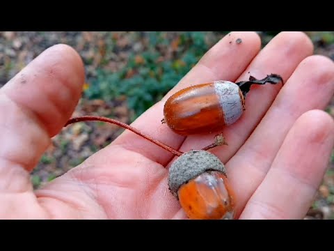 Видео: Осенняя вылазка с сыном в лес, шашлык из свиных крылышек  