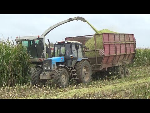 Видео: Уборка кукурузы на силос: Claas Jaguar 870,John Deere 6750 vs МТЗ 82,1221,3522; МАЗ 5551,5516