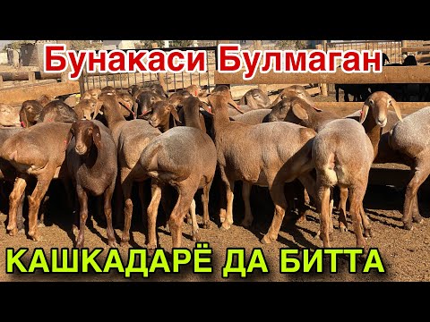 Видео: БУГУН ЮТБ ПОРТЛАЙДИ! ТОЗА ХИСОРИ ТУХЛИ БУГОЗ КУЙЛАР! БУНАКАСИ БУЛМАГАН! 