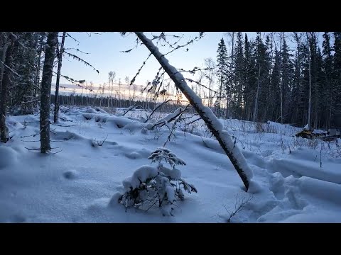 Видео: Закрытие капканов на соболя. Сезон 2022-2023.