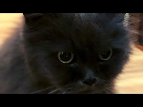 Видео: Общение с Душой кошки, после 14 лет жизни на земле и ухода в мир Душ