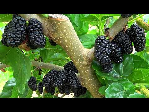 Видео: КРУПНОПЛОДНЫЕ сорта ШЕЛКОВИЦЫ: БЕЛОЕ ПЕРО, ГАЛИЦИЯ-1, ШЕЛЛИ, ТАГАНРОГСКАЯ ЧЕРНАЯ. 13.06.24