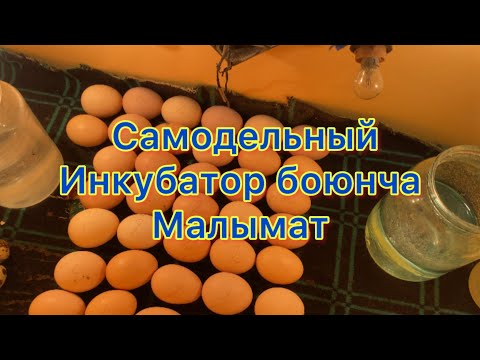 Видео: Оз колунар менен Инкубатор жасагыла