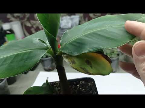 Видео: Банан "Киевский Суперкарлик", уход и ошибки в уходе