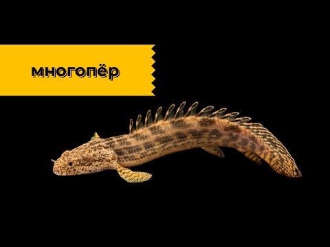 Видео: Многоперы - рыбы-драконы! Наталья Носова.
