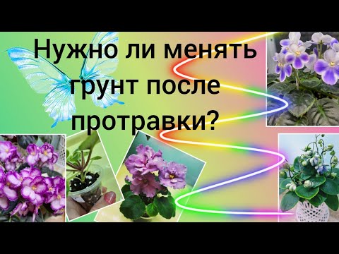 Видео: Нужна ли пересадка фиалке после протравки?