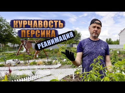 Видео: Курчавость персика. Реанимация.