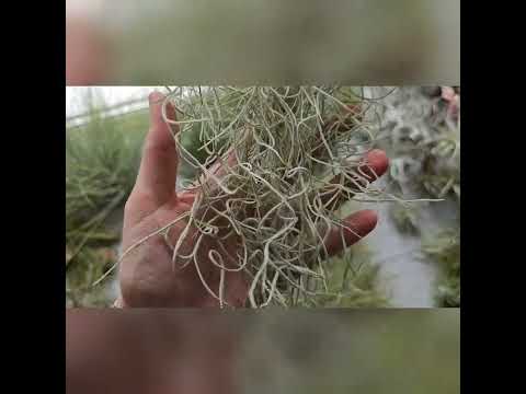 Видео: Поступление тилландсий июль 2023