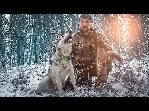 Видео: ПРОМЫСЕЛ ПУШНИНЫ В РАЗГАРЕ. КУНИЦА ДЖЕКИ ЧАН. РАЗБОЙ ЗАГНАЛ ВЫДРУ В ЛОВУШКУ. ВОЗВРАЩАЕМСЯ В НОЧИ.