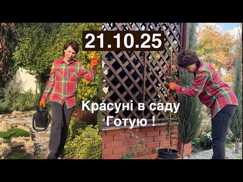 Видео: 21.10.25 Красуні в саду, готуюся садити , все поливаю 