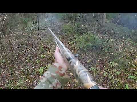 Видео: Охота на зайца с эстонской гончей как я ее вижу. Вторая осень у собаки.