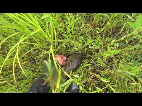 Видео: Жаркий летний день и я на рыбалке